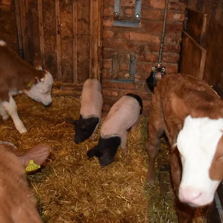 Neueröffnung Ferienwohnung Mit Bauernhofflair Petzenblick * Kühnsdorf